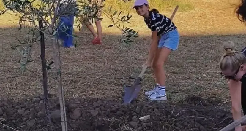 Tarquinia, nuovi alberi di ulivo nel parco di in via Giovanni XXIII