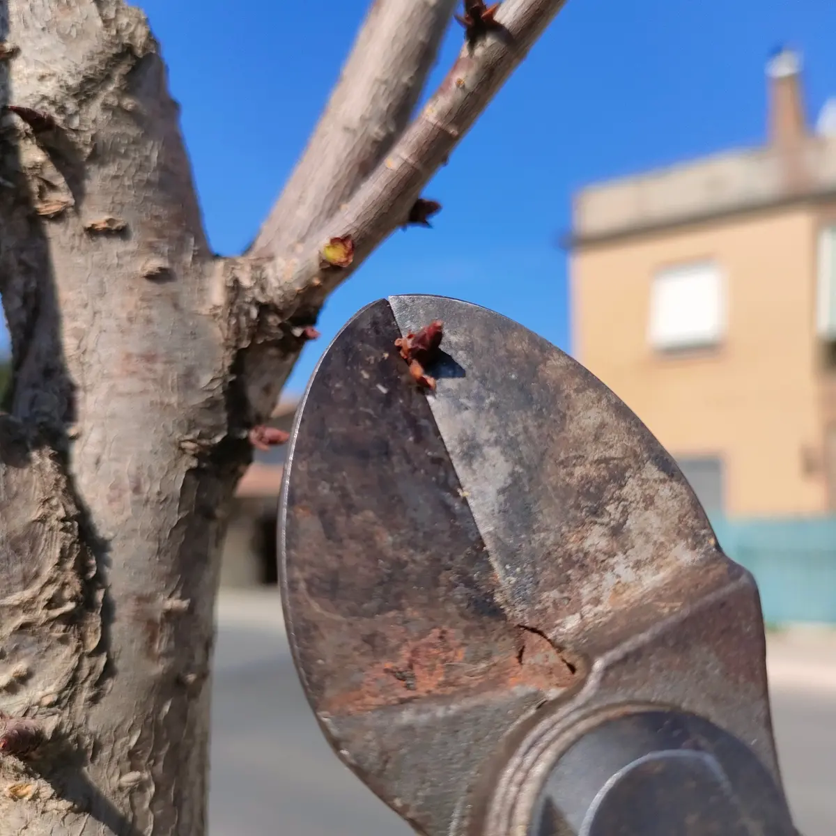 Alberi malati: avviati gli interventi di manutenzione