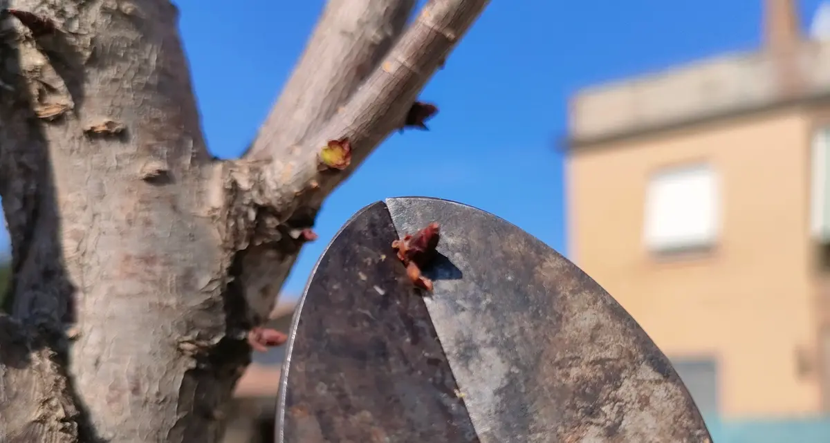 Alberi malati: avviati gli interventi di manutenzione