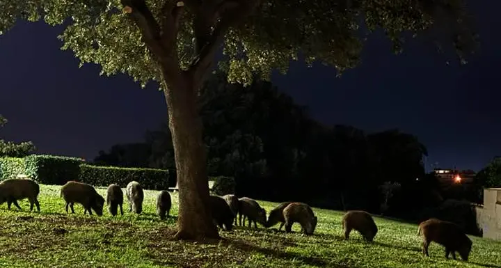Cinghiali: da Ladispoli a Campo di Mare si susseguono gli avvistamenti