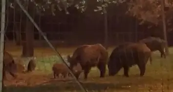 Lampioni spenti e cinghiali: allarme al Miami