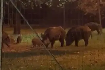 Lampioni spenti e cinghiali: allarme al Miami