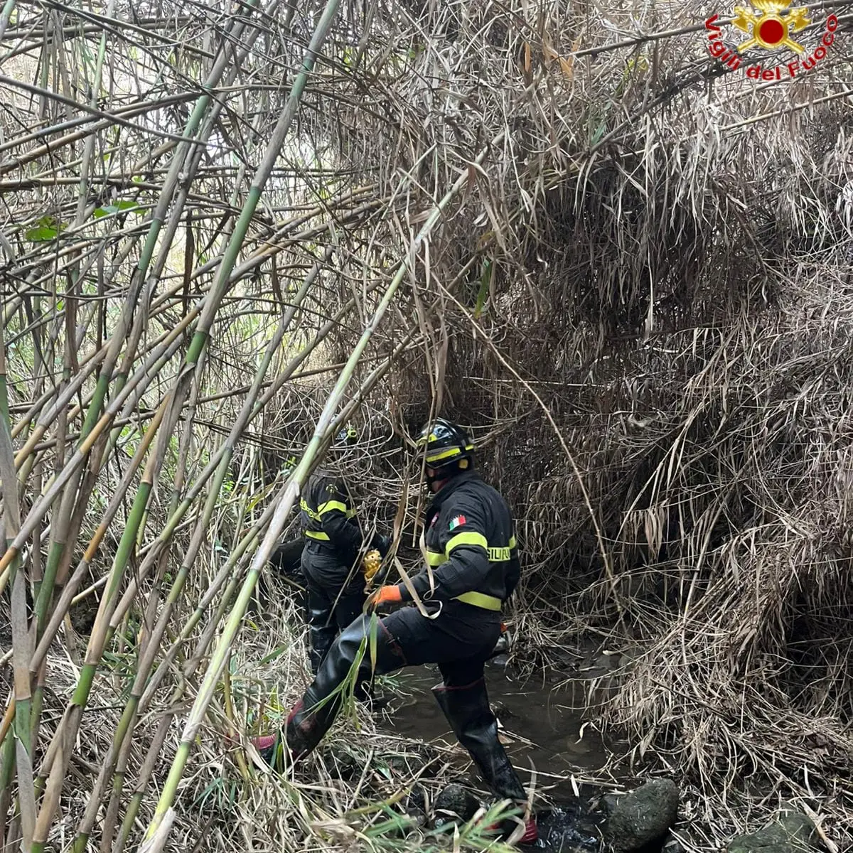 Cavallo scivola in un dirupo: salvato dai vigili del fuoco