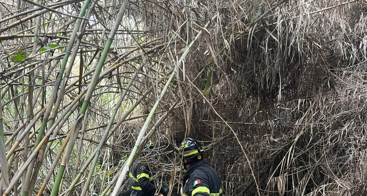 Cavallo scivola in un dirupo: salvato dai vigili del fuoco