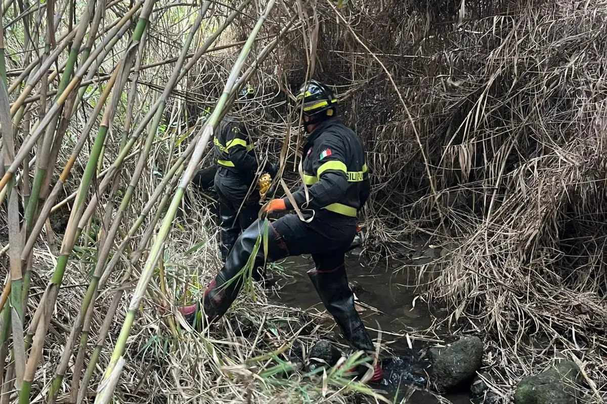 Cavallo scivola in un dirupo: salvato dai vigili del fuoco