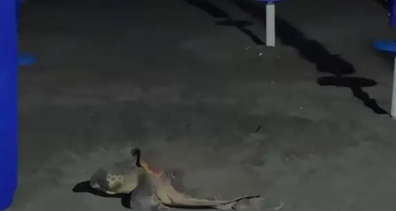 Caretta caretta avvistata in spiaggia, ma delle uova nessuna traccia