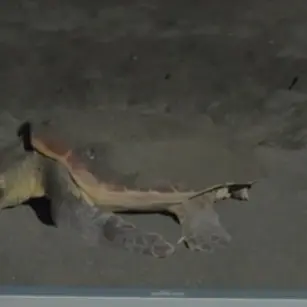 Ladispoli e le tartarughe marine, incontri per conoscere la Caretta caretta