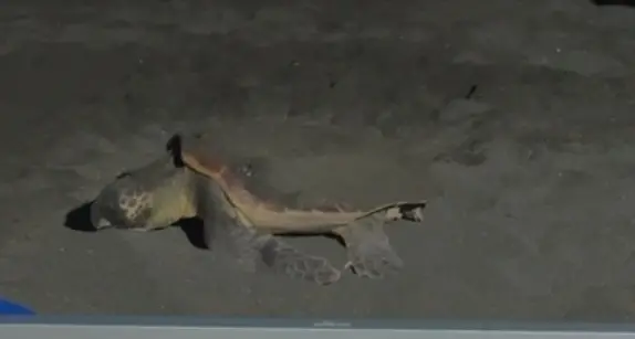 Ladispoli e le tartarughe marine, incontri per conoscere la Caretta caretta