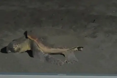 Ladispoli e le tartarughe marine, incontri per conoscere la Caretta caretta
