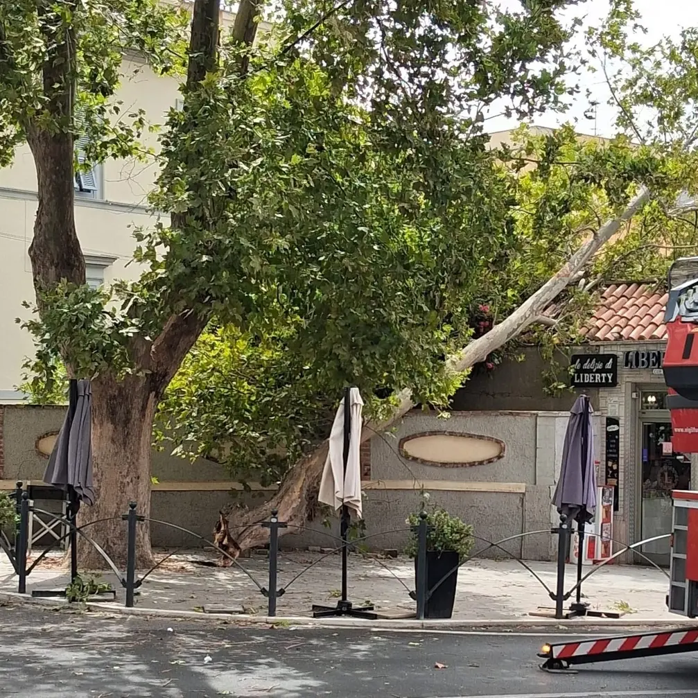 Alberi, Avs: «Fratelli d’Italia, cinque anni di inerzia»