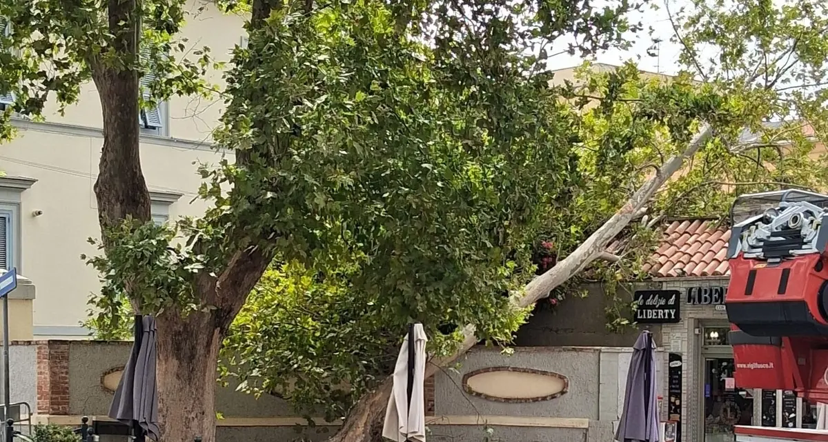 Alberi, Avs: «Fratelli d’Italia, cinque anni di inerzia»