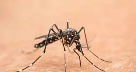 «Nessuna psicosi sul West Nile ma ci saranno nuovi interventi»