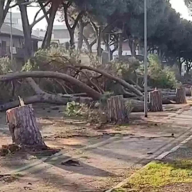 Taglio dei pini a viale Mediterraneo, la Regione Lazio dà ragione al Comune di Tarquinia