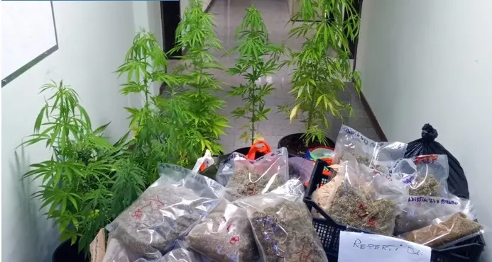 Viterbo: aveva in casa 39 chili di marijuana, arrestato un 49enne