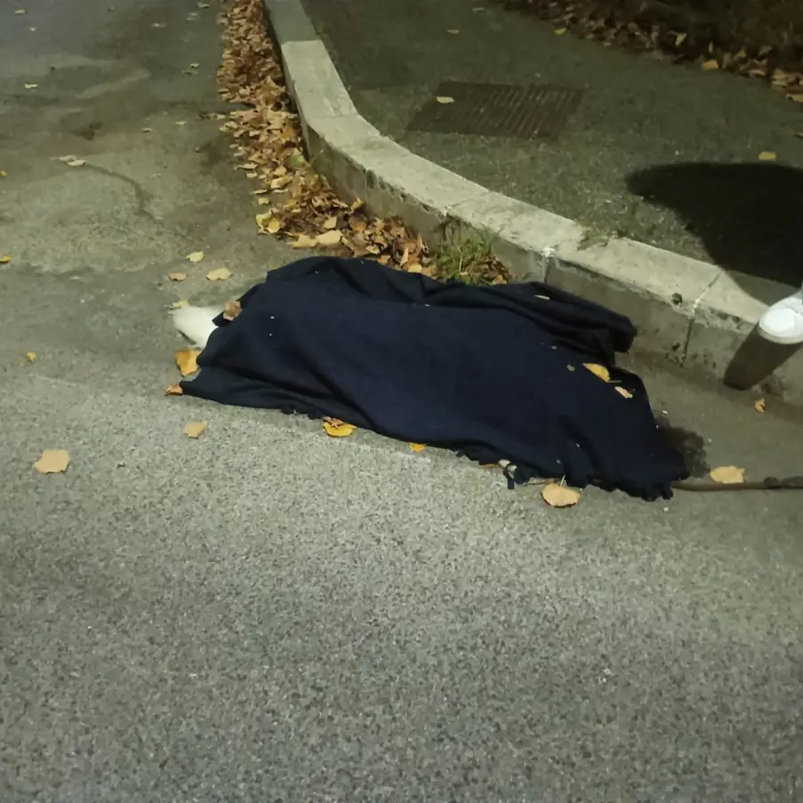 Cane investito e ucciso in via S. Maria della Grotticella