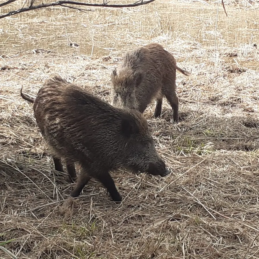 Sos cinghiali, al via il piano di cattura