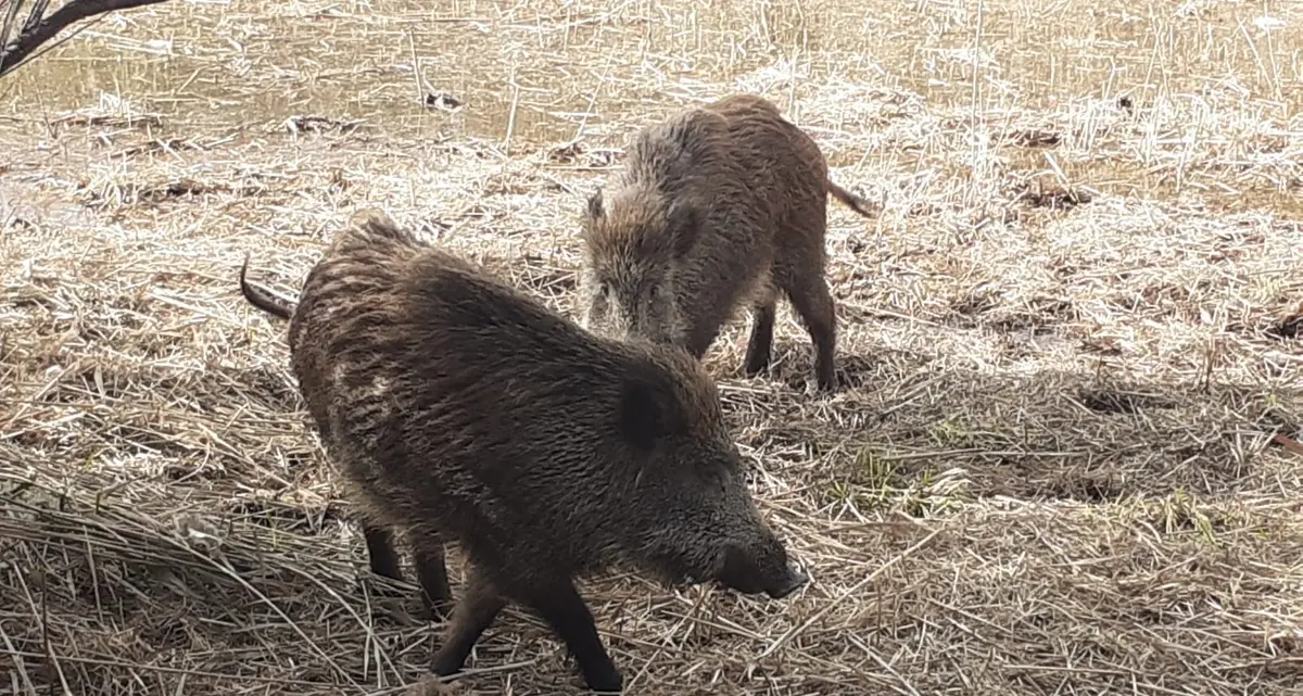 Sos cinghiali, al via il piano di cattura
