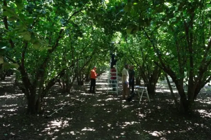 Crisi delle nocciole, Righini: «Pronti al confronto con Coldiretti»