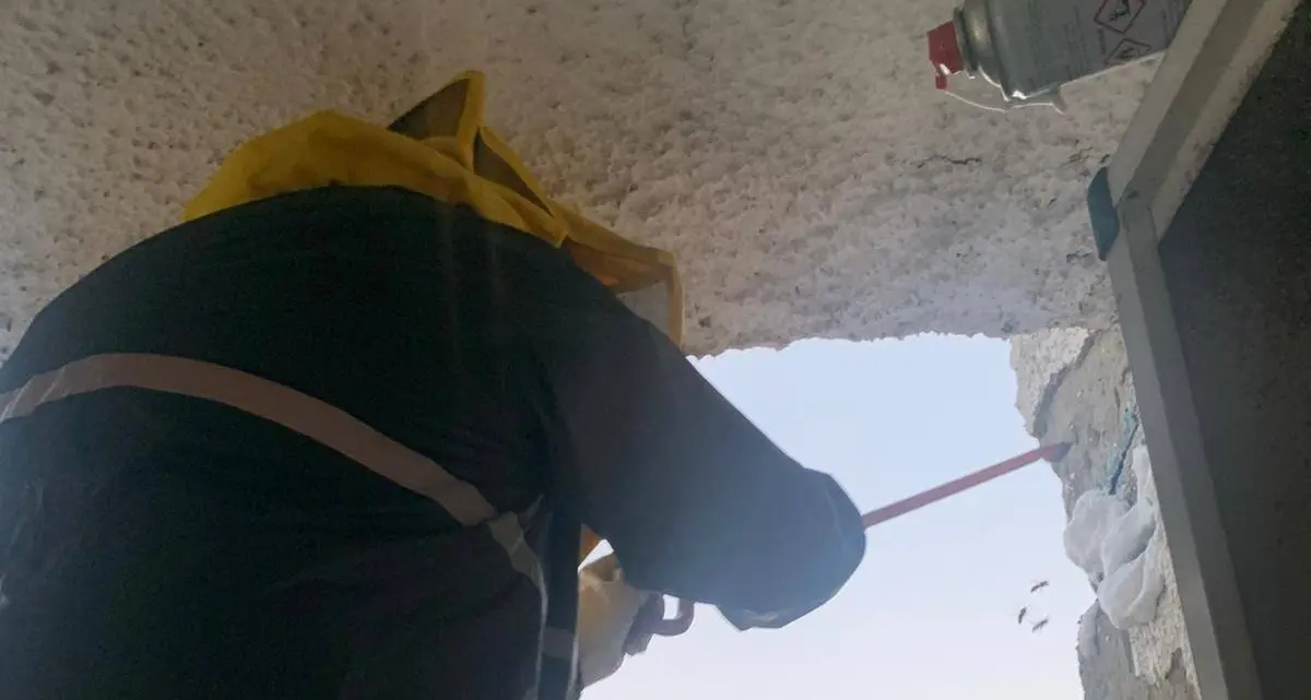 Nidi di vespe e calabroni: l’invasione continua