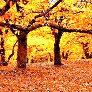 Cooperativa “Il Castagneto”: bilancio positivo, ma cresce la preoccupazione per le vendite individuali