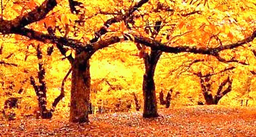 Cooperativa “Il Castagneto”: bilancio positivo, ma cresce la preoccupazione per le vendite individuali