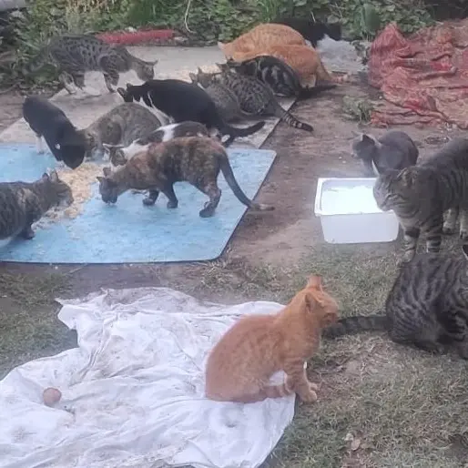Animali e volontari senza tutele, l’opposizione: «Basta indifferenza»