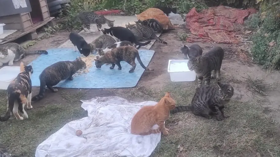 Animali e volontari senza tutele, l’opposizione: «Basta indifferenza»