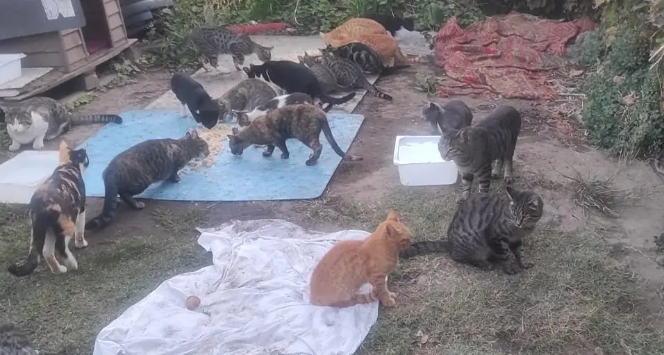 Animali e volontari senza tutele, l’opposizione: «Basta indifferenza»