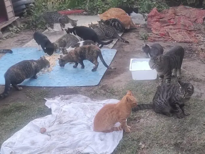 Animali e volontari senza tutele, l’opposizione: «Basta indifferenza»