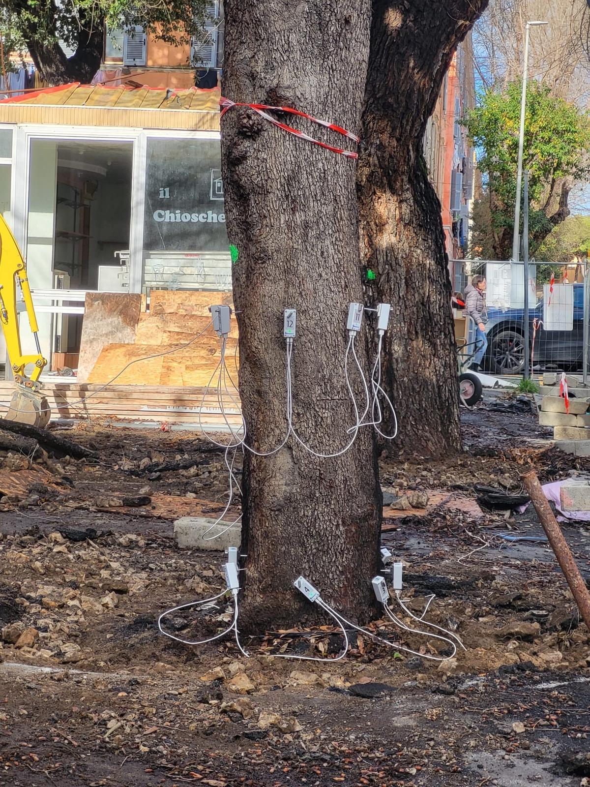 alberi mercato analisi 6.jpeg