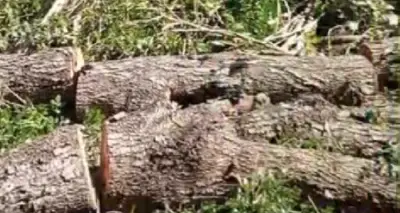 «Lentischi di 70/80 anni rasi al suolo: il sindaco di Santa Marinella fermi questo ennesimo scempio»