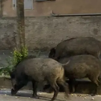 Emergenza cinghiali, si parte con gabbie e catture