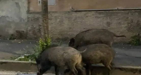 Emergenza cinghiali, si parte con gabbie e catture