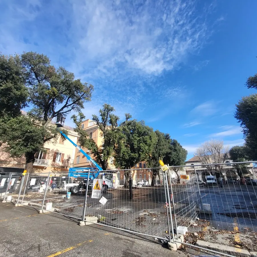 Mattinata di monitoraggi per gli alberi del mercato