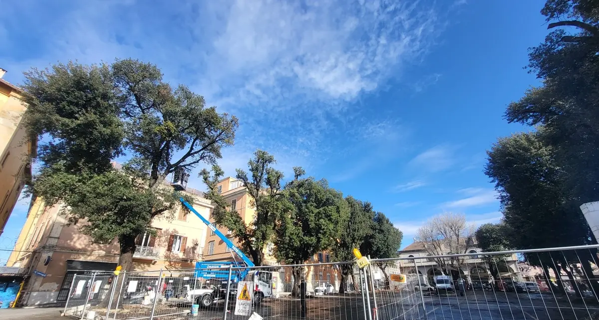 Mattinata di monitoraggi per gli alberi del mercato