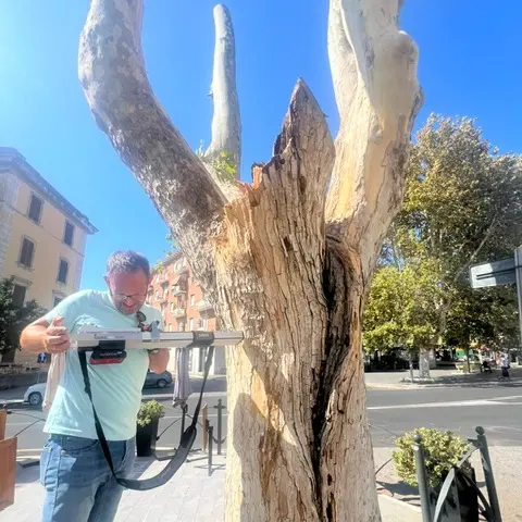 Largo D’Ardia, dopo il crollo del platano il Comune: «Rischio C nel 2023, ora carie interna e fungo Phellinus»