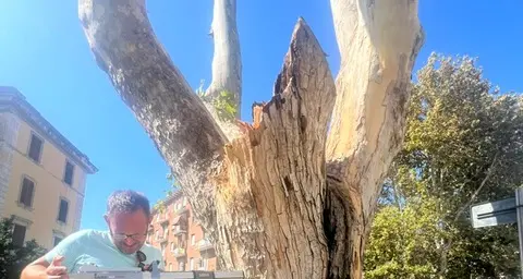 Largo D’Ardia, dopo il crollo del platano il Comune: «Rischio C nel 2023, ora carie interna e fungo Phellinus»