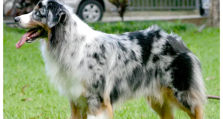 La polizia stradale riporta a casa il cane rubato al Poggino