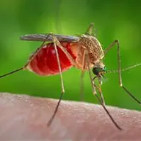 West Nile, il presidente della Regione Lazio Rocca firma l’ordinanza urgente per prevenire la diffusione