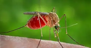 West Nile, il presidente della Regione Lazio Rocca firma l’ordinanza urgente per prevenire la diffusione