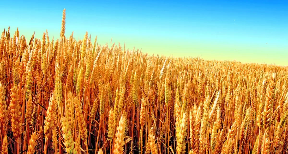 «Cereali: prezzo il calo, la Tuscia rischia perdite»