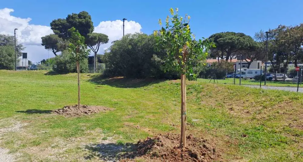 Cerri, lecci, tigli e aceri campestri: città più green con 47 nuovi alberi