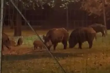 I cinghiali aumentano nel parco dei bimbi
