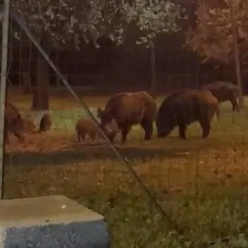 I cinghiali aumentano nel parco dei bimbi