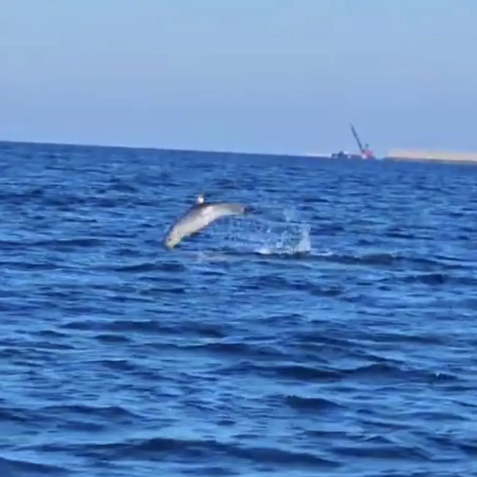 Delfini nella baia: avvistati madre e cucciolo tra la Lega Navale e la Marina