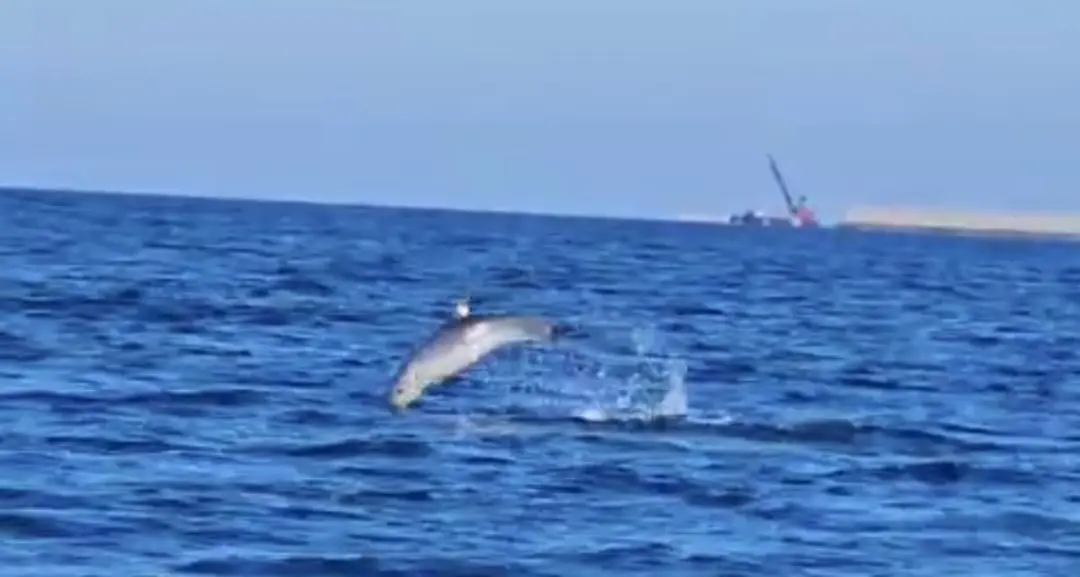 Delfini nella baia: avvistati madre e cucciolo tra la Lega Navale e la Marina