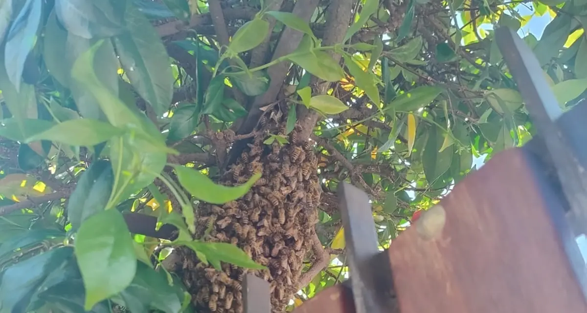 «“Invasione di api”, niente paura sono innocue»
