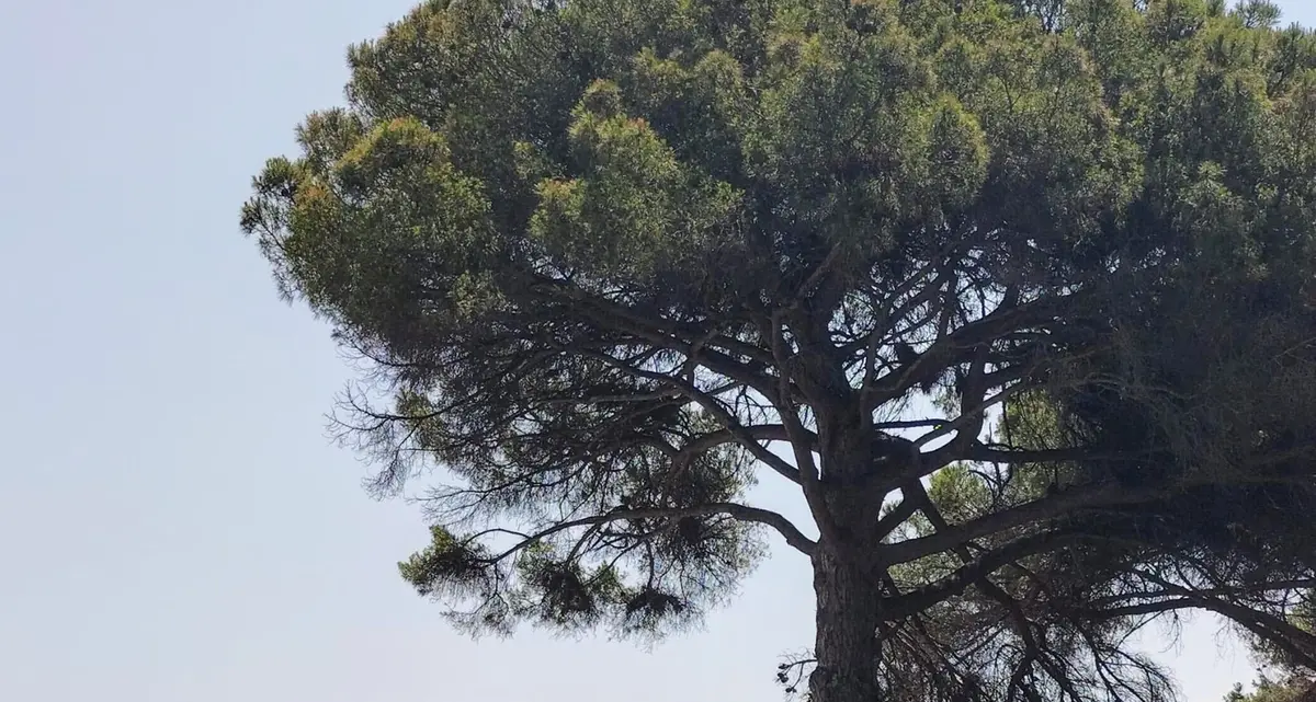 «A repentaglio la stabilità dei pini»