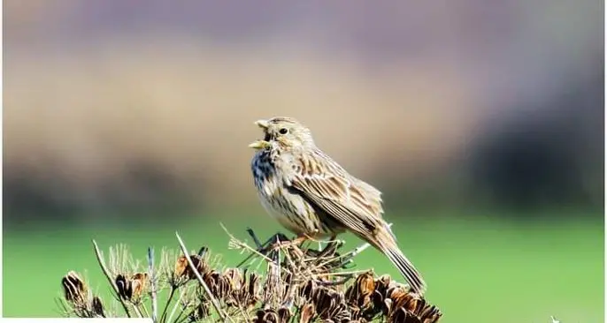Specie animali e vegetali in collina: nasce il gruppo social