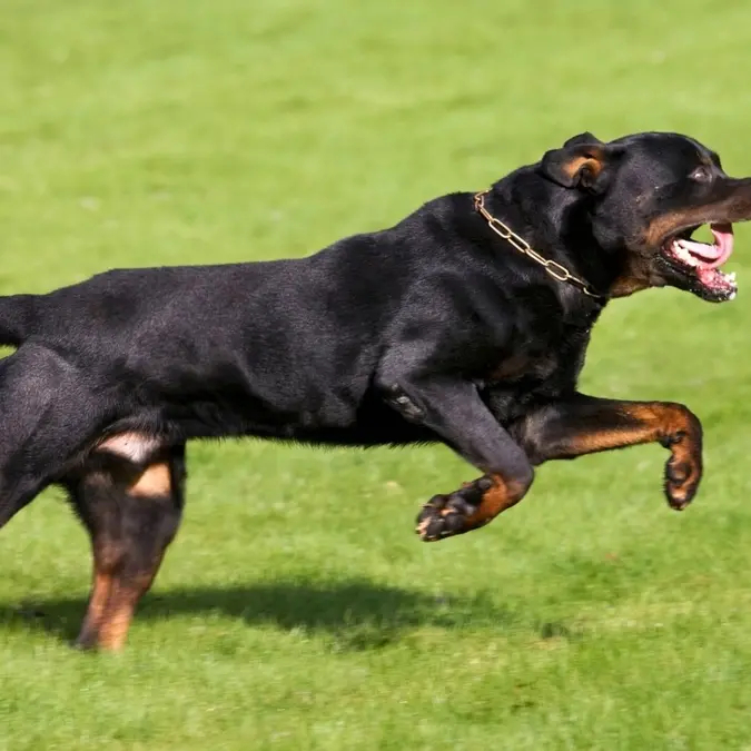 Rottweiler sbrana cagnolino, paura a Ladispoli